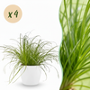 Green boutiQ - Kamerplant - Cyperus alternifolius Zumula - Kattengras - Huisdiervriendelijke Plant - Groen - 4 Planten - met Potter Wit - Pot 12cm - Hoogte 20cm
