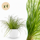 Green boutiQ - Kamerplant - Cyperus alternifolius Zumula - Kattengras - Huisdiervriendelijke Plant - Groen - 4 Planten - met Potter Wit - Pot 12cm - Hoogte 20cm