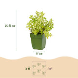 Green boutiQ - Vasteplant - Borderpakket - Theekruiden - Diversen - Soorten en kleuren - 6 Planten - Pot 11cm - Hoogte 15-25cm