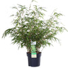 Fargesia rufa - Niet woekerende bamboe - Ø19 - ↨50-60cm