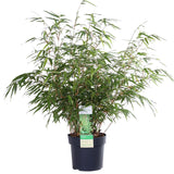 Fargesia rufa - Niet woekerende bamboe - Ø19 - ↨50-60cm