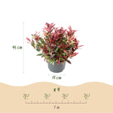 Green boutiQ - Tuinplant - Leucothoe Colour Diamond - Bont - 2 Planten - Groenblijvend - Weinig Onderhoud - Pot 17cm Hoogte 45cm