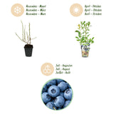 Green boutiQ - Fruitplanten - Blauwe Bes - Vaccinium corymbossum Bluegold - Winterhard - 3 Planten - Pot 9 cm - Blauwe Bes