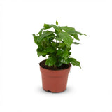 Green boutiQ - Kamerplant - Koffieplant - Coffea Arabica - Wit - Weinig onderhoud - 1 Plant - Pot 12cm - Hoogte 15 - 20cm