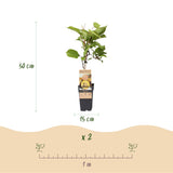 Green boutiQ - Fruitplant - Actinidia deliciosa Golden Kiwi - Kiwiplant - Vrouwelijk - Gele Vrucht - 2 Planten - Pot 15cm - Hoogte 50cm