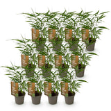 Green boutiQ - Bamboe - Fargesia Asian Wonder - Bladhoudend - Niet Woekerend - Groen - 12 Planten - Pot 14cm - Hoogte 35cm