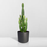 Euphorbia Acrurensis - Ø24cm - ↕60cm