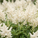 Green boutiQ - Vasteplant - Astilbe (J) Deutschland - Pluimspirea - Schaduw - Wit - 24 Planten - Pot 11cm - Hoogte 15-25cm