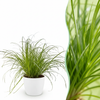 Green boutiQ - Kamerplant - Cyperus alternifolius Zumula - Kattengras - Huisdiervriendelijke Plant - Groen - 1 Plant - met Potter Wit - Pot 12cm - Hoogte 20cm