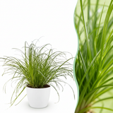 Green boutiQ - Kamerplant - Cyperus alternifolius Zumula - Kattengras - Huisdiervriendelijke Plant - Groen - 1 Plant - met Potter Wit - Pot 12cm - Hoogte 20cm