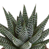 Gasteria/Haworthia mix 8,5cm - 3x - zonder pot