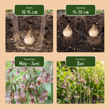 Sieruibollen Siculum groot — honinglook, 320 stuks (maat 10/12)