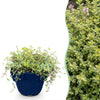 Green boutiQ - Vasteplant - Thymus citr. Sambesi - Citroentijm - Geurend - Geel - 1 Plant - Pot 11cm - Hoogte 15-25cm