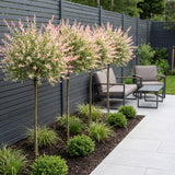 Salix Flamingo - Ø23cm - ↕140-160cm