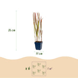 Green boutiQ - Grassen - Imperata cylindrica Red Baron - Japans bloedgras - Rode uitlopers - Rood - 24 Planten - Pot 11cm - Hoogte 15-25cm