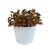 Peperomia graveolens - in witte pot