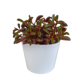 Peperomia graveolens - in witte pot