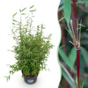 Green boutiQ - Grassen - Fargesia nitida Red Dragon - Niet Woekerende Bamboe - Bladhoudend - Groen - 1 Plant - Pot 23 cm - Hoogte 80 cm