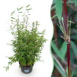 Green boutiQ - Grassen - Fargesia nitida Red Dragon - Niet Woekerende Bamboe - Bladhoudend - Groen - 1 Plant - Pot 23 cm - Hoogte 80 cm