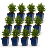 Green boutiQ - Vasteplant - Aster (D) Schneekissen - Zeeaster - Bijen en Vlinderlokkers - Wit - 12 Planten - Pot 11cm - Hoogte 15-25cm