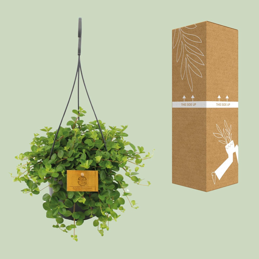 Peperomia Rotundifolia – Pot Ø15 cm · 25 cm hoog (foto 3)