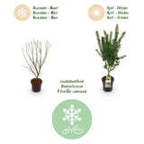 Green boutiQ - Tuinplant - Acer palmatum Koto Hime - Japanse Esdoorn - Bladverliezend - Groen - 1 - Pot 26cm - Hoogte 90cm
