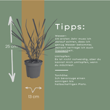 6x Panicum virgatum ‘Rotstrahlbusch’ – Siergras met warme herfstkleuren | Potmaat 12 cm