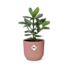 Clusia Princess in ELHO Vibes Fold 14cm roze