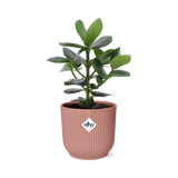 Clusia Princess in ELHO Vibes Fold 14cm roze