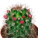 Cactus mix 5.5 cm - zonder pot bloeiend - 5x