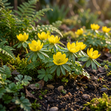 200x Eranthis Cilicica - Cilicisch winterakoniet - Geel - Voorjaarsbloeier - Bolmaat 4/5