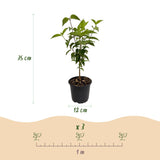 Green boutiQ - Tuinplant - Cornus kousa chinensis - Bloem Wit - 3 Planten - Bladverliezend - Weinig Onderhoud - Pot 12cm Hoogte 35cm