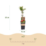 Green boutiQ - Fruitplant - Punica granatum - Granaatappel - Winterhard - Rood-Oranje Vrucht - 2 Planten - Pot 15cm - Hoogte 50cm
