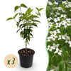 Green boutiQ - Tuinplant - Cornus kousa chinensis - Bloem Wit - 3 Planten - Bladverliezend - Weinig Onderhoud - Pot 12cm Hoogte 35cm
