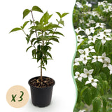 Green boutiQ - Tuinplant - Cornus kousa chinensis - Bloem Wit - 3 Planten - Bladverliezend - Weinig Onderhoud - Pot 12cm Hoogte 35cm