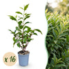 Green boutiQ - 16x Prunus lusitanica Angustifolia - Portugese Laurier - Haagplanten - Groenblijvend - Groen - Pot 9cm - Hoogte 25-35cm