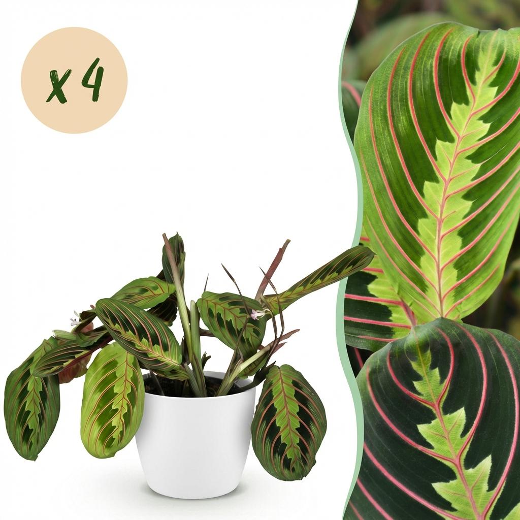 Green boutiQ - Kamerplant - Maranta Fascinator Tricolour - Gebedsplant - Huisdiervriendelijke Plant - Groen - 4 Planten - met Potter Wit - Pot 12cm - Hoogte 25cm