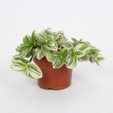 Tradescantia Abliflora Giant - White Beach 12cm - Ø12cm - ↕17cm