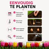 Tulpenbollen mix — 10 zakjes van 20 stuks (maat 11/12)