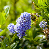 Green boutiQ - Plant op Stam - Ceanothus impressus Victoria - Terras Plant - Bladhoudend - Winterhard - Paarse Bloem - Pot 19cm Hoogte 90cm