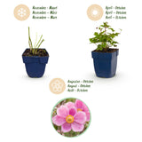 Green boutiQ - Vasteplant - Anemone hup. Splendens - Herfst Anemoon - Schaduw - Donker Roze - 12 Planten - Pot 11cm - Hoogte 15-25cm