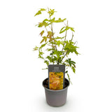 Green boutiQ - Tuinplant - Acer palmatum Orange Dream - Oranje - 1 Plant - Bladverliezend - Weinig Onderhoud - Pot 12cm Hoogte 35cm