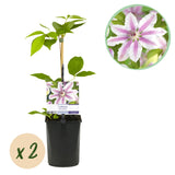 Green boutiQ - Klimplant - Clematis Nelly Moser - Bloem Roze - Weinig onderhoud -2 planten -Pot 11cm Hoogte 40cm