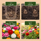 80x Ranunculus Mix - Ranonkel Mix - Diversen - Zomerbloeier - Bolmaat 5/6