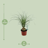 Beaucarnea Nolina Recurvata - Ø12cm - ↕45cm