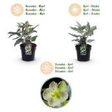 Green boutiQ - Tuinplant - Lenten Rose Helleborus sternii Silver Dollar - GroeneBloem -1 Plant - Groenblijvend - Pot 14cm Hoogte 35cm