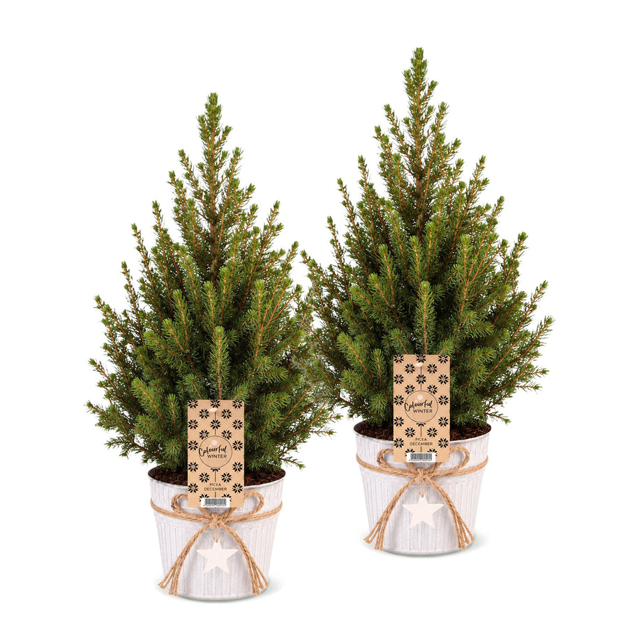 Set van 2 – Pot Ø17 cm · 65 cm hoog · Kegelspar kerstboom besneeuwd · met zinken pot (foto 2)