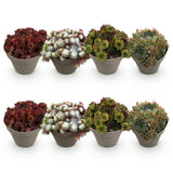 Green boutiQ - Bodembedekker - Winterhard -Sempervivum Big Sam - 8 Planten - Diversen kleuren - Weinig Onderhoud - Pot 14 Hoogte 17