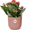 Mother's Day - Kalanchoe Rosalina Don Justino Rood+ ELHO Vibes Fold 14cm roze