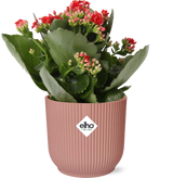 Mother's Day - Kalanchoe Rosalina Don Justino Rood+ ELHO Vibes Fold 14cm roze